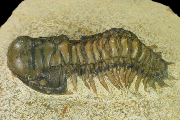 Crotalocephalina Trilobite - Atchana, Morocco #160627